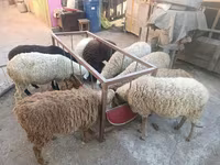Oveja, Ovejas — foto 1