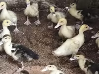 rață domestică Muscovy — foto 1