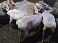 بھیڑ, Arashan sheep — تصویر 7