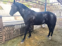 ፈረስ, Friesian sport horse — ፎቶ 1