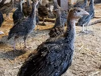 Guinea fowl — foto 5