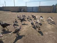Turkeys — sawirka 2