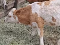 Toro, Simmental cattle — foto 4