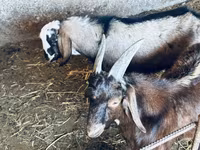 Ziegenbock, Nubian Goat — Foto 7