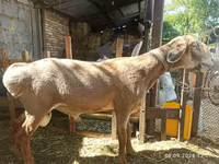 숫양, Rhon sheep — 사진 1
