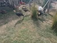 Turkeys — foto 4