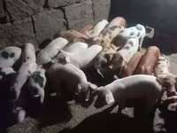 公猪, Pigs — 照片 8