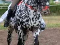 Kůň, Koně — foto 2