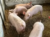 Knur, Гипор — zdjęcie 6