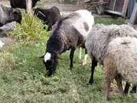 भेड़, Romanov sheep — फ़ोटो 6
