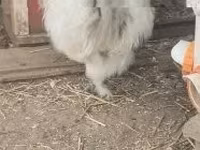 Silkie — foto 3