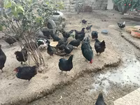Australorp — foto 4