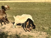 Capra, Nubian Goat — foto 7