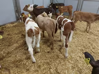 گاو ماده, Simmental cattle — عکس 4