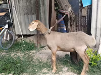Beran, Edilbay sheep — foto 7