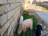 ماعز (دفعة، الجنس غير محدد), الماعز — الصورة 4