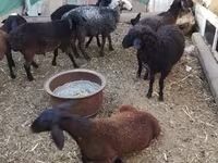 مینڈھا, Arabi sheep — تصویر 4