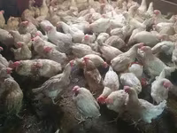 Chickens — 사진 1