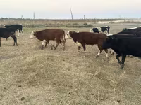 ወንድ በሬ, Kazakh White-headed cow — ፎቶ 1