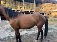 مادیان, Friesian sport horse — عکس 4