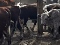 گاو نر, گاو سفیدسر قزاقستانی — عکس 7