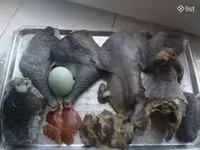 Ayam Cemani — zdjęcie 2