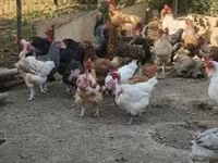 Chickens — عکس 2