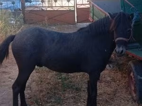 Hingst, Hästar