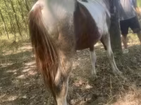 Kuda jantan, Indian half-bred — foto 4