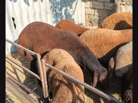 ஆண் ஆடு, ஆடுகள் — புகைப்படம் 3