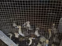 Domestic Muscovy — foto 1