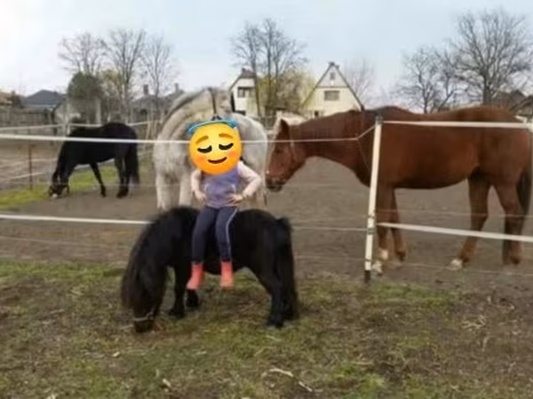 Hingst, Shetland Pony
