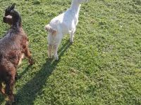 Cabro, Cabras — foto 4