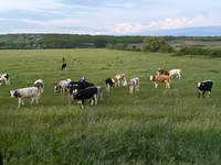 Ko, Russian Black pied cattle — foto 3