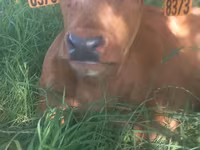 Крава, Simmental cattle — снимка 2