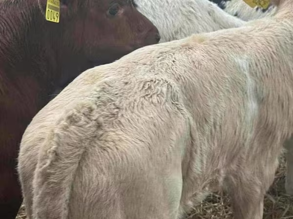گاو و گوساله (گروه، جنسیت مشخص نشده), Charolais cattle