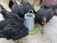 Chickens — photo 6