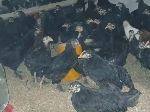 Chickens