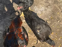 Chickens — foto 1