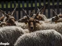 公羊, Sheep — 照片 1