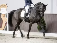 公马, Horses — 照片 1
