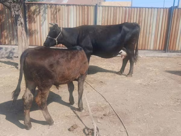 ላም, Latvian Blue cattle