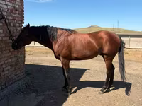 Pastuv, Arabian horse — fotografija 5