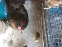 Chickens — foto 7