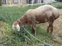 قوچ, Rhon sheep — عکس 1