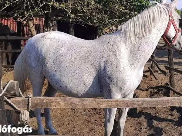 Kısrak, Lipizzaner