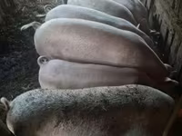 Babi hutan, Pigs — foto 7