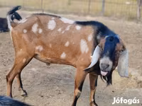 ፍየል, Nubian Goat — ፎቶ 3