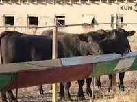 Bovini (lotto, sesso non specificato), Aberdeen Angus — foto 3