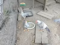 Chickens — foto 3